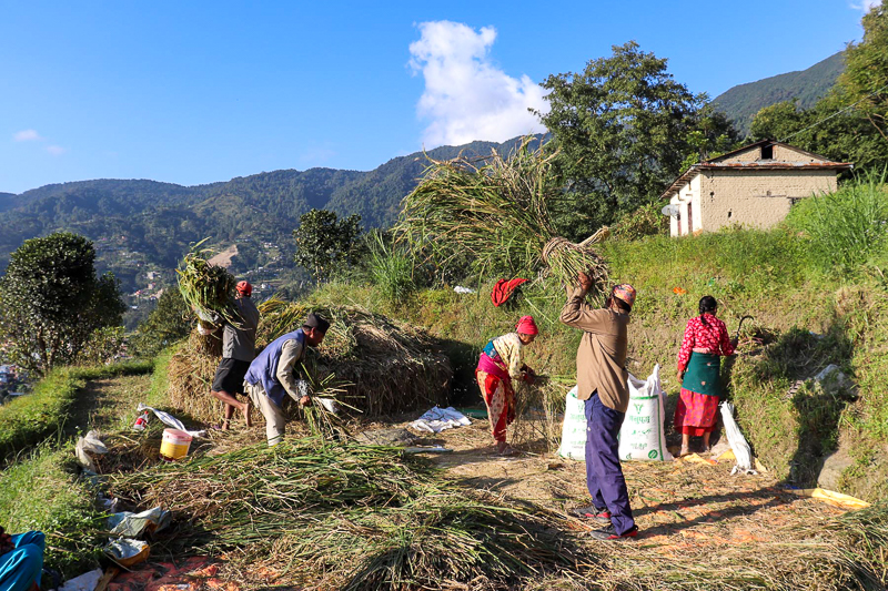 In pics: Rice harvests begin as rainfall ceases