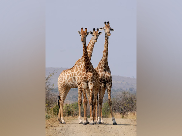 How young giraffes escape from its predators