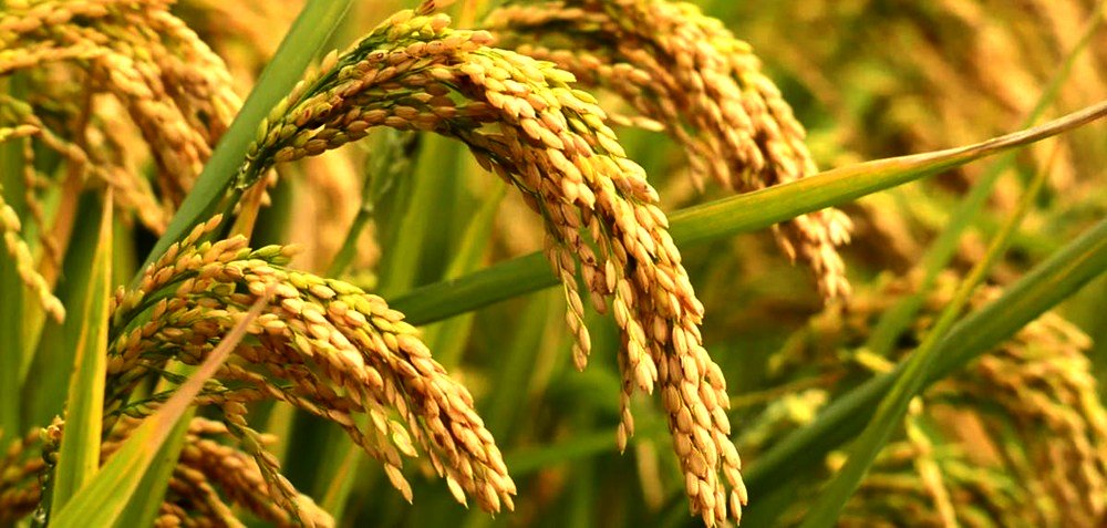 Rice yield decreases in Chitwan