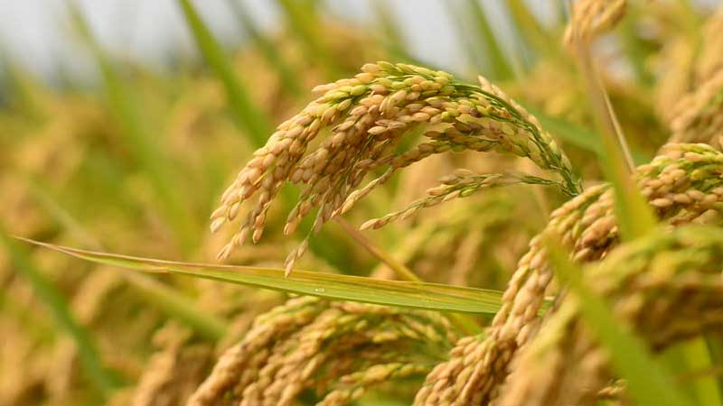 Rice production may decline this year