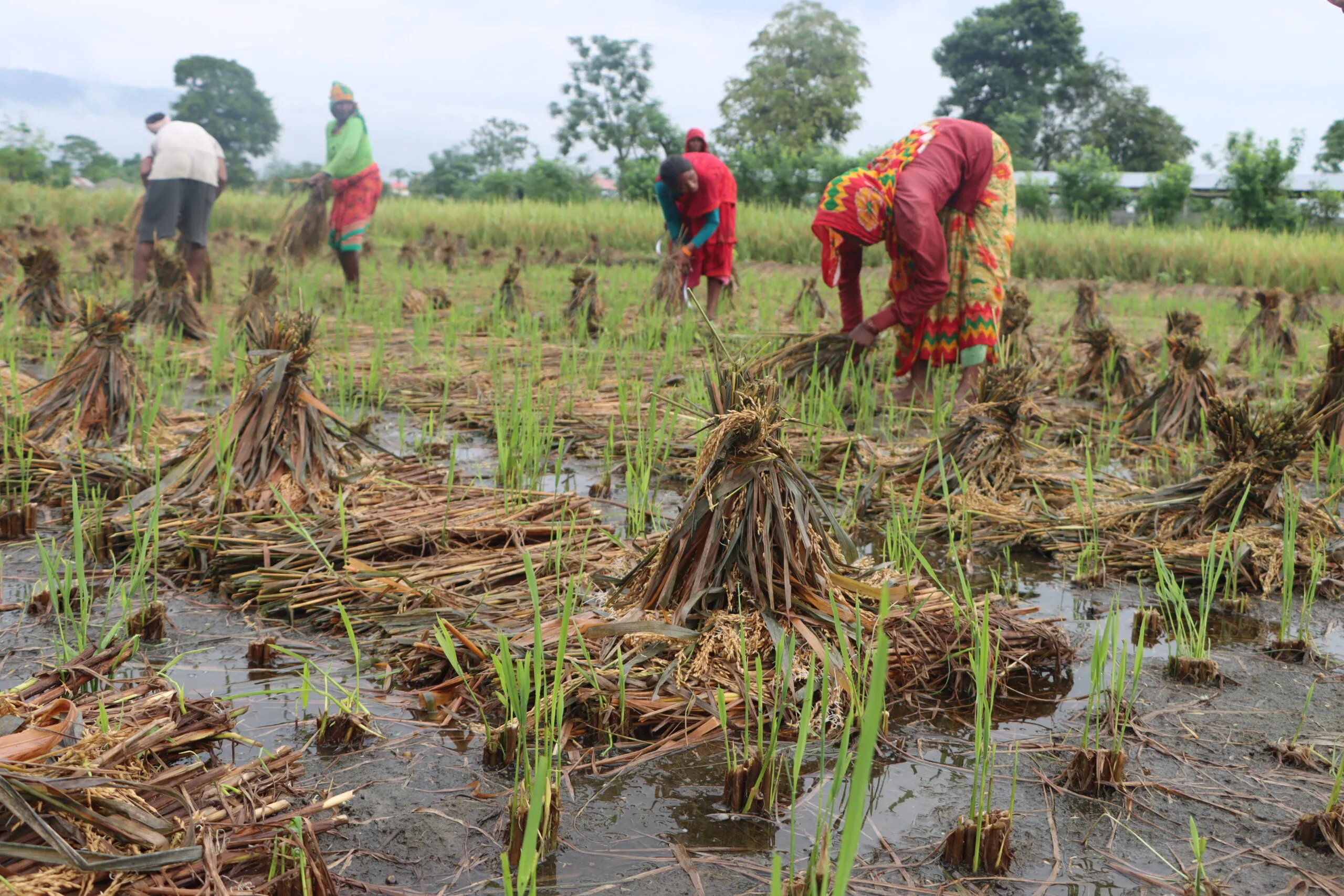 Untimely rainfall disappoints farmers