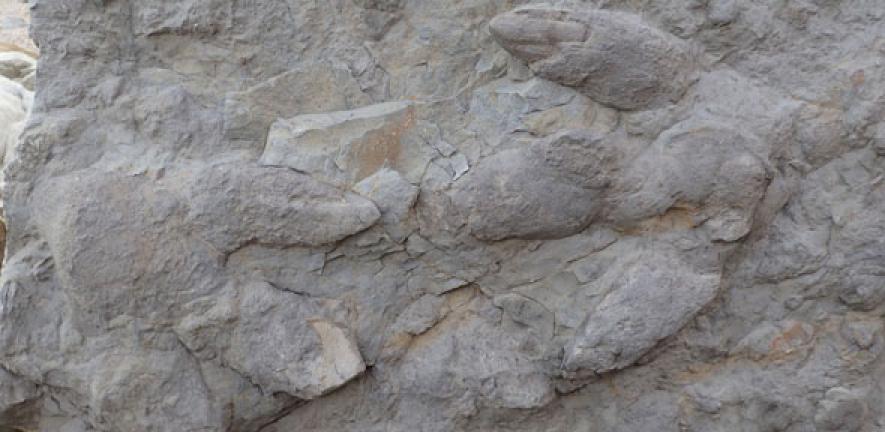 Over a thousand dinosaur footprints discovered