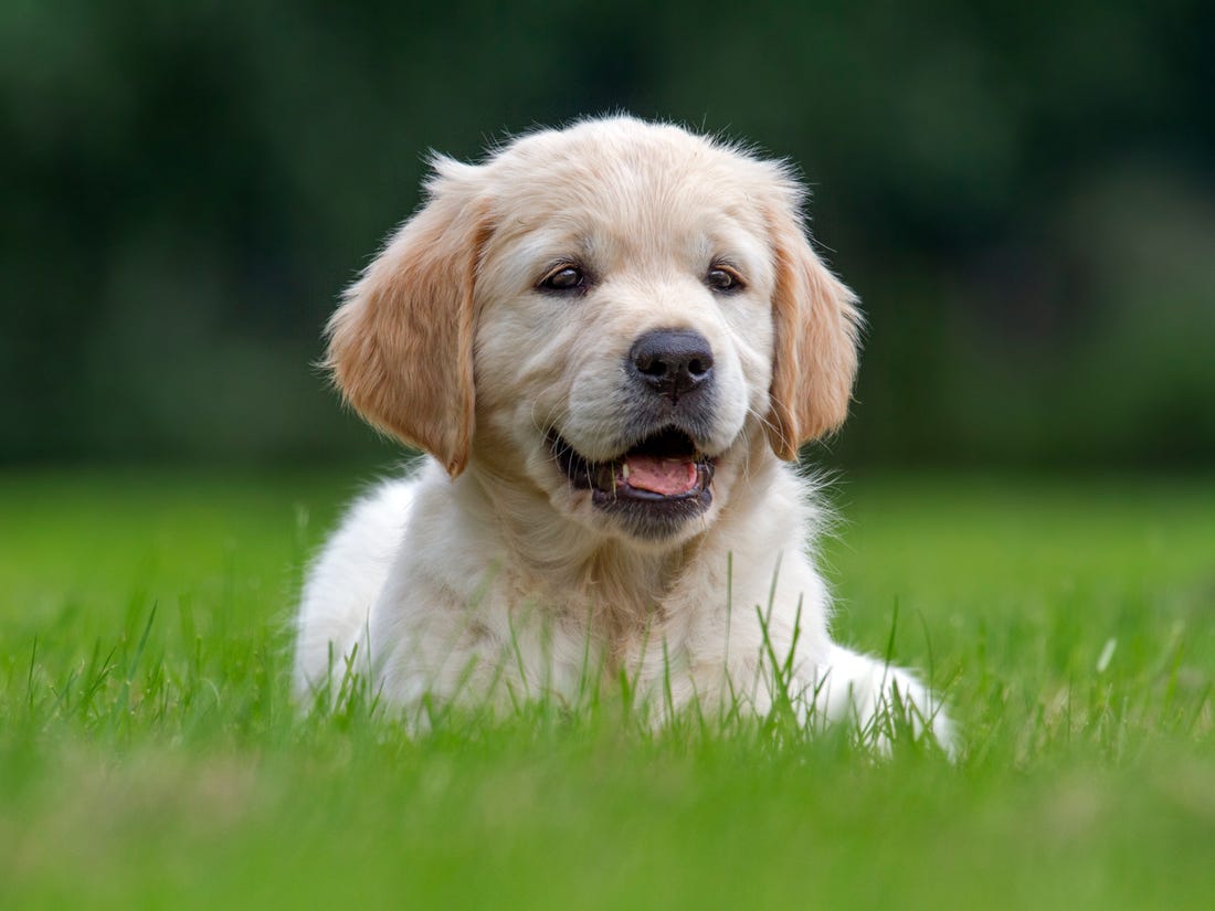 Dog leads cops to owner’s car crash