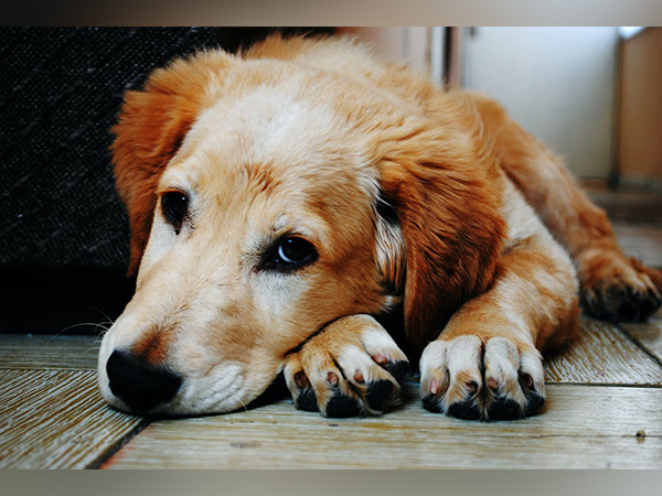 Dementia risk in dogs increases each year