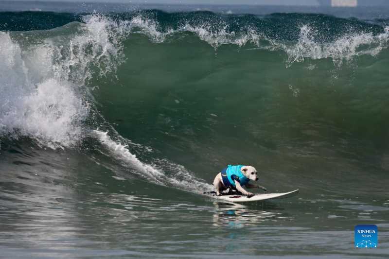 Surf City Surf Dog competition held in California