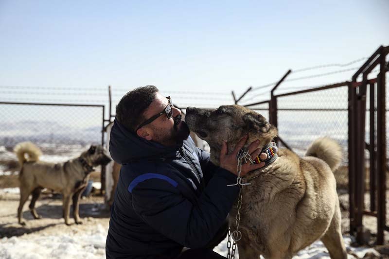 Livestock-guarding dogs breed Turkish pride