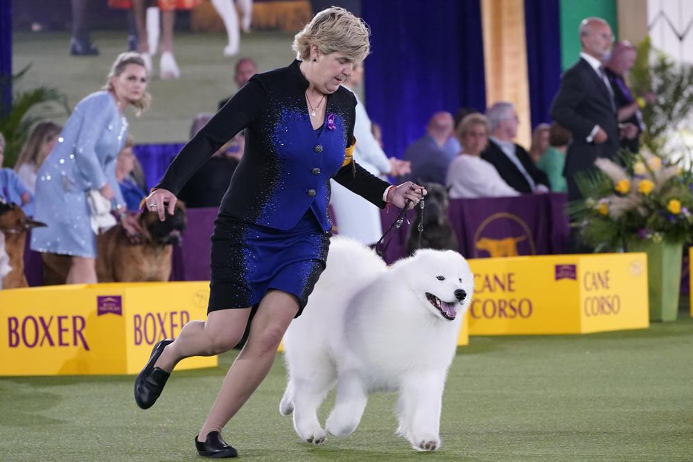 Virus postpones annual dog show