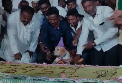 Grand party, 100 kg cake for furry friend