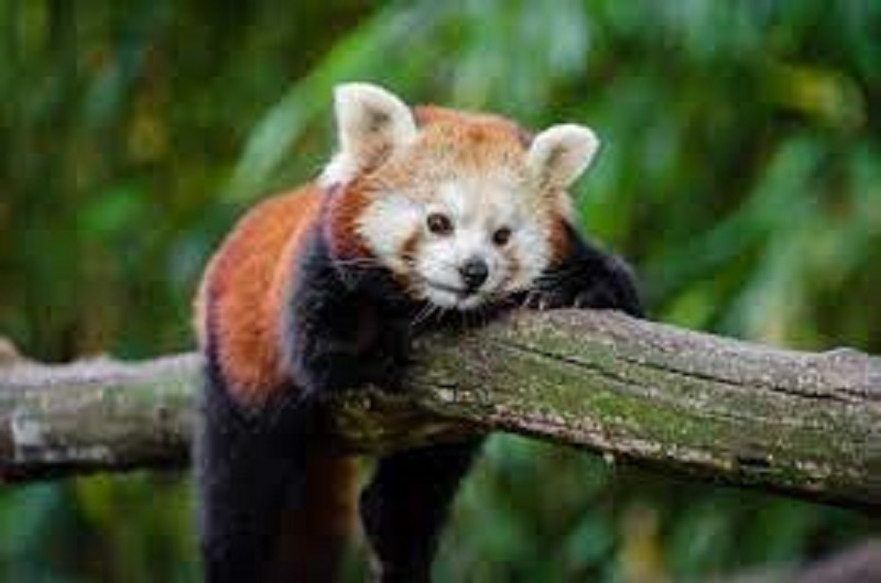 Youth arrested with red panda skin