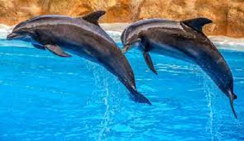 Dolphins’ social habits spread virus