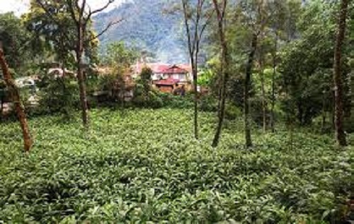 Farmers in Taplejung busy in harvesting cardamom