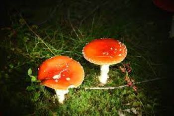 Nine people taken ill after consuming wild mushroom