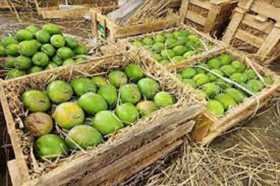 Nepali mangoes dominate the market with bumper production