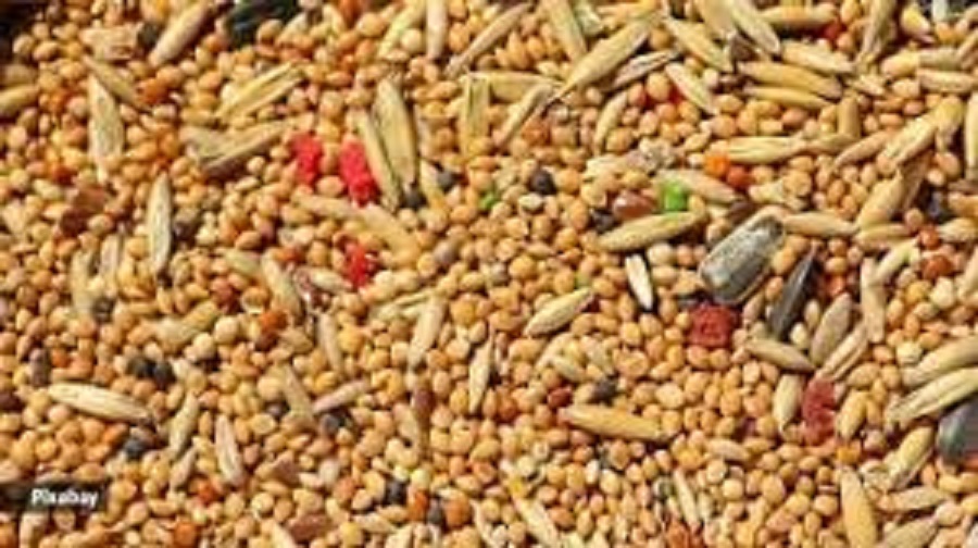 Country imports millet worth Rs 510 million from India