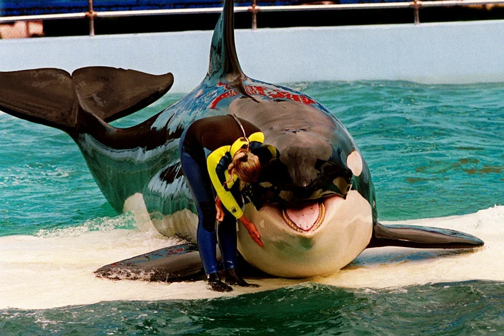 Lolita the orca dies at Miami Seaquarium after half-century