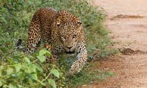 Minor dies in leopard attack