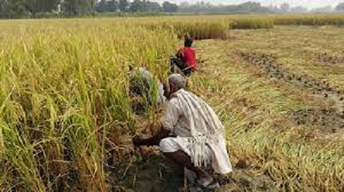 Seedless paddy worries farmers