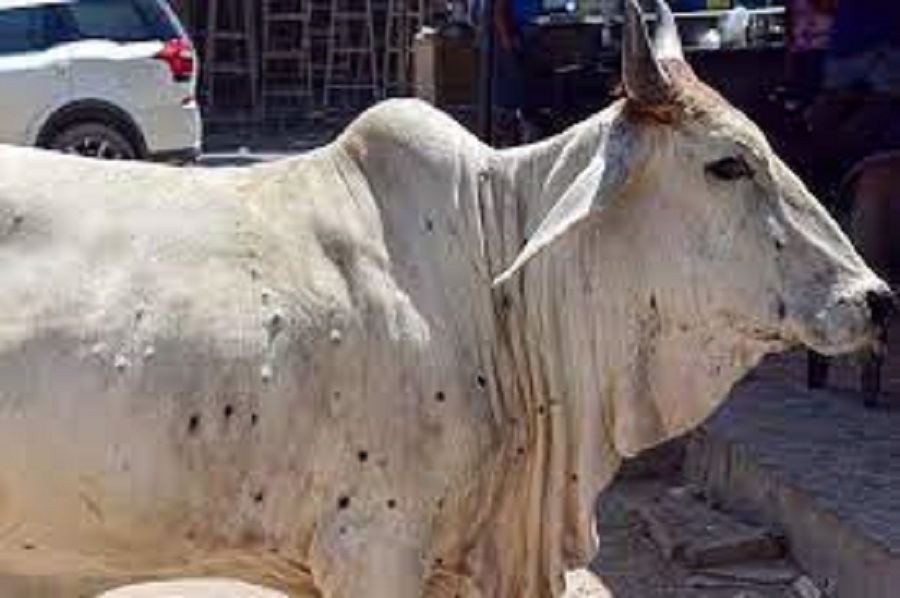 Lumpy skin infection spread in cattle