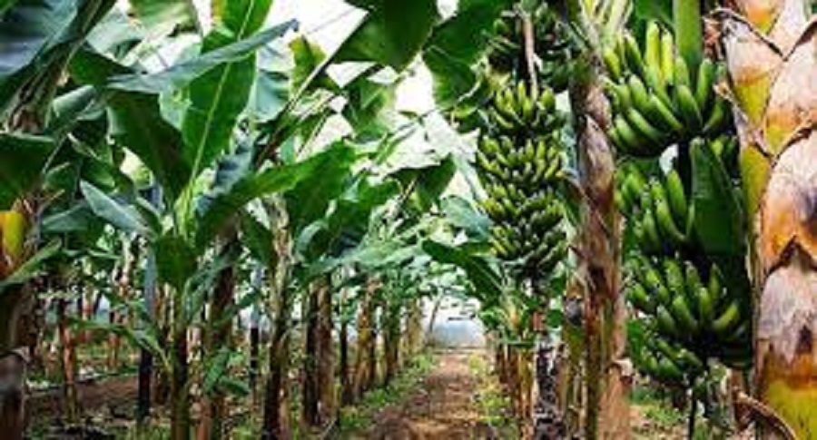 Banana farming booming in Tikapur