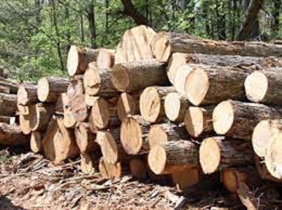 Insufficient supply of timber leading to outflow of millions of rupees