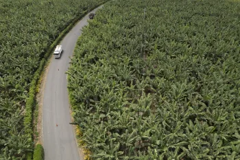 Banana industry’s use of cocaine smuggling, resulting in deaths there