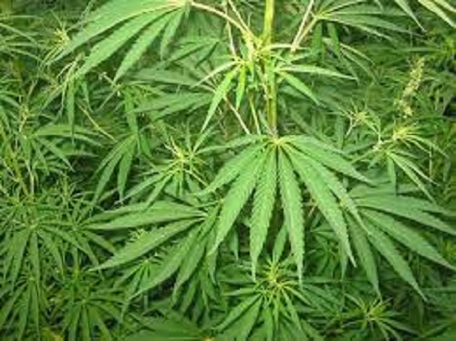 422 kg of cannabis seized in Makwanpur