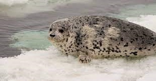 Saving spotted seals