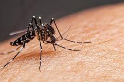 Dengue spreads all over country, 47 succumb to mosquito-borne infection