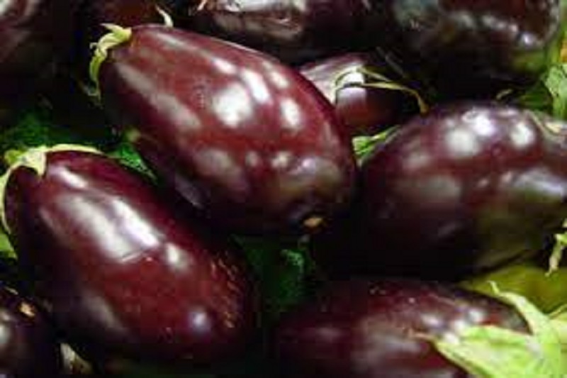 Mahashivaratri festival: Sufficient income by selling load of eggplant