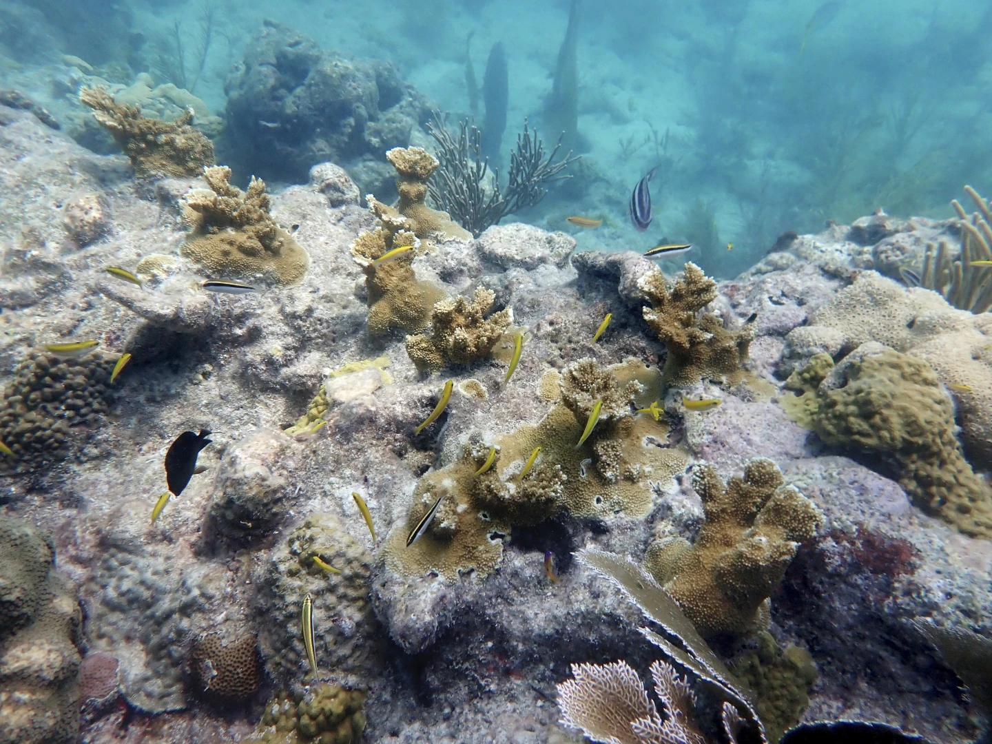 Florida Keys coral reefs are already bleaching as water temperatures hit record highs