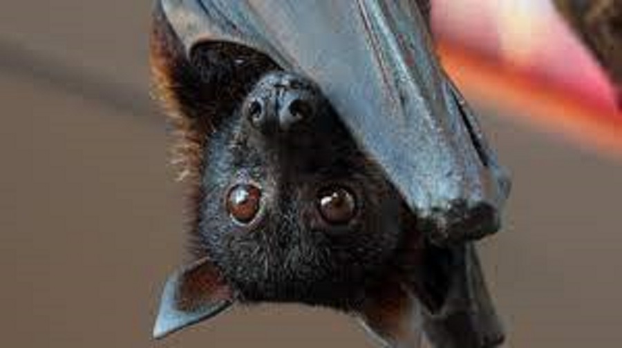 Study: bats evolved to avoid cancer