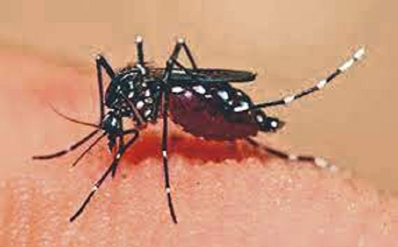 Kaski records 1,481 dengue cases so far