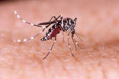 Dengue patients on the rise