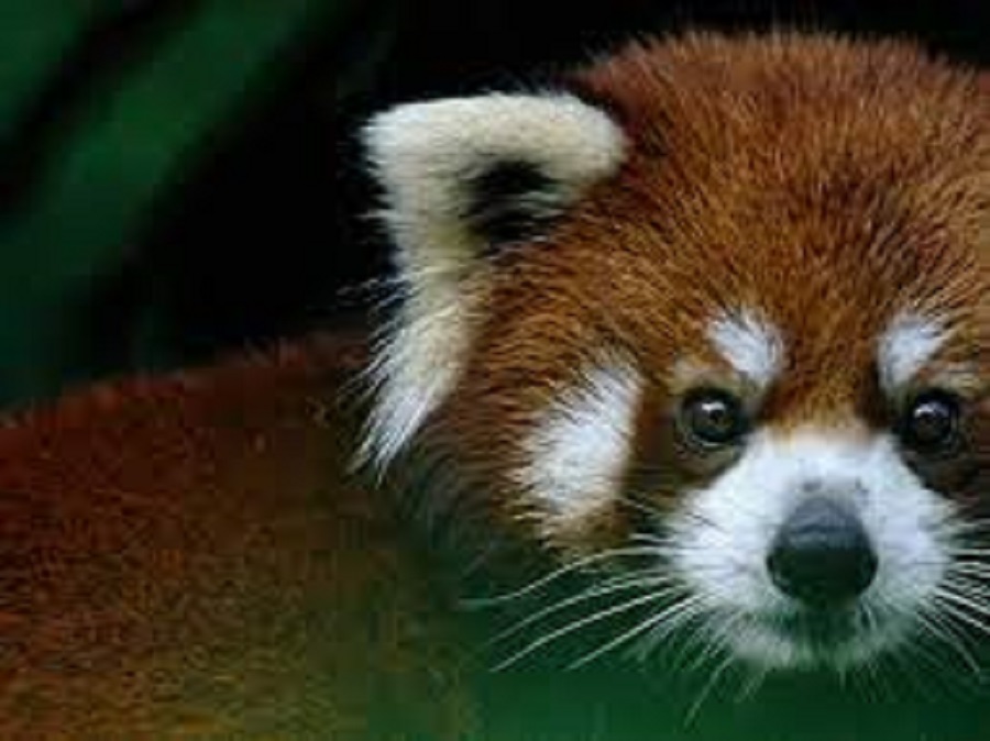 Dogs, cats vaccinated against rabies to conserve Red Panda