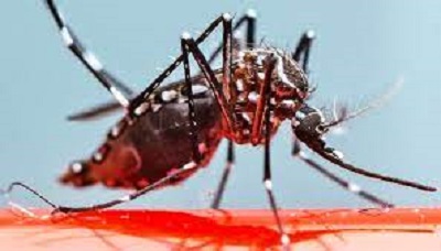 450 people infected with dengue in Godavari Municipality