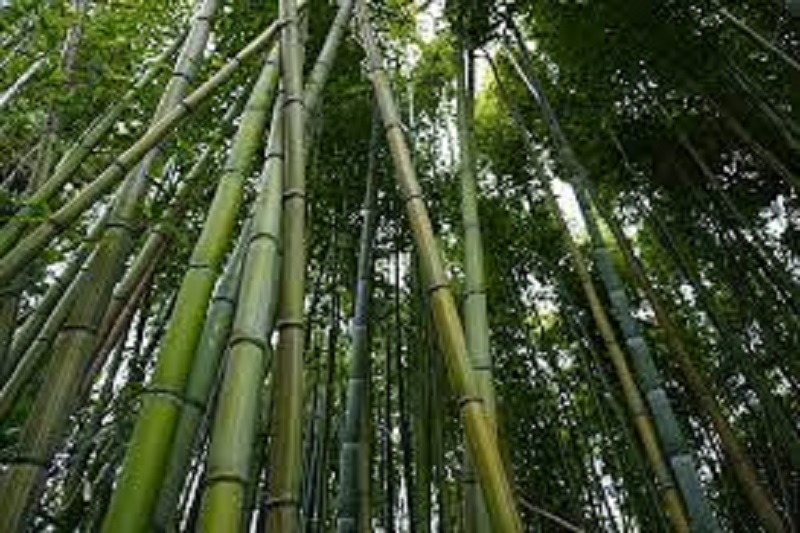 Bamboo Business makes living standard better