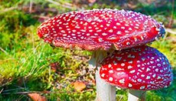 One dies, another taken ill after consuming toxic mushroom