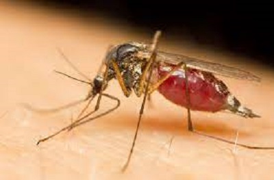 Karnali Province see dengue cases due to climate change