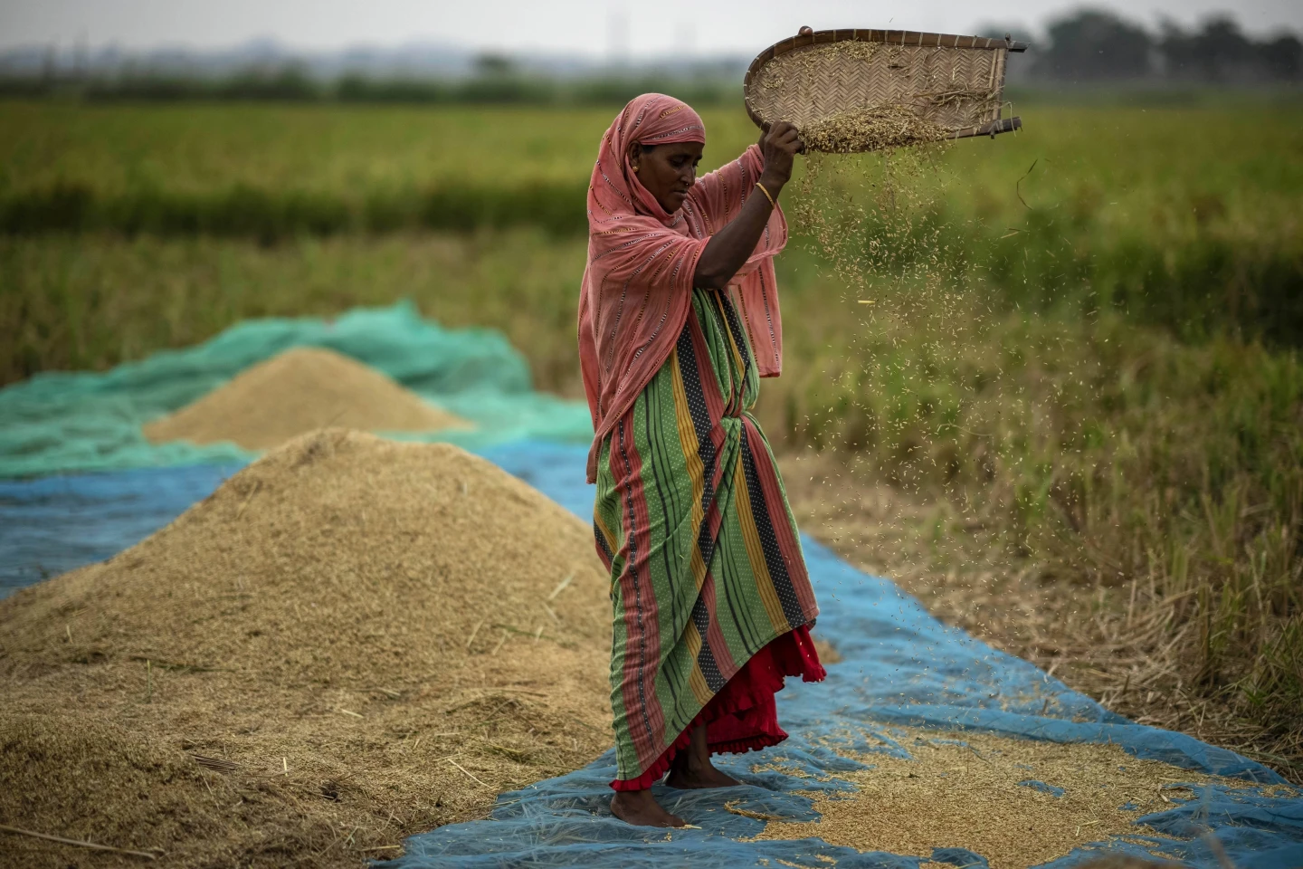 Global food prices rise after Russia ends grain deal and India restricts rice exports