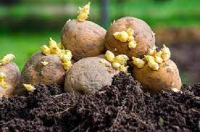 Bahrabise starts commercial production of potato seeds