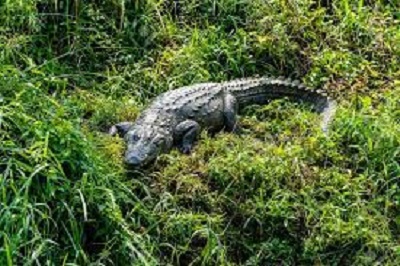 20 crocodiles raised in breeding center were released into river