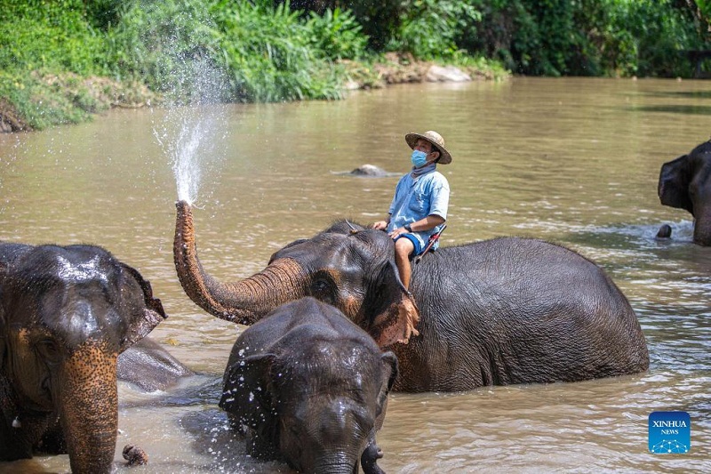 Thai Elephant Conservation Center in Lampang, Thailand