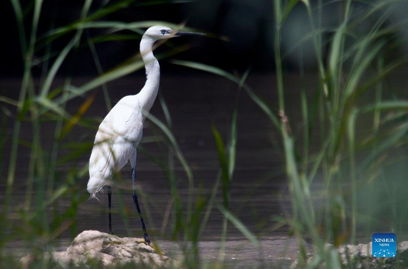 Egrets seen in Mogan Lake in Ankara