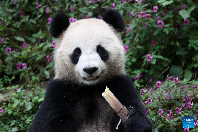 Two giant pandas leave China’s breeding base