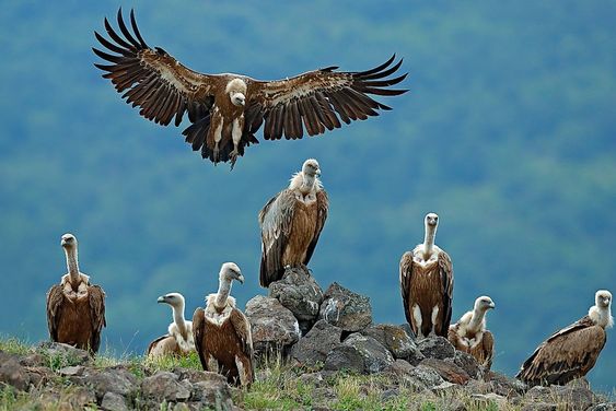 Vultures on the verge of extinction