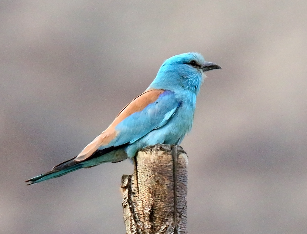 ‘European Roller’ spotted in Nepal