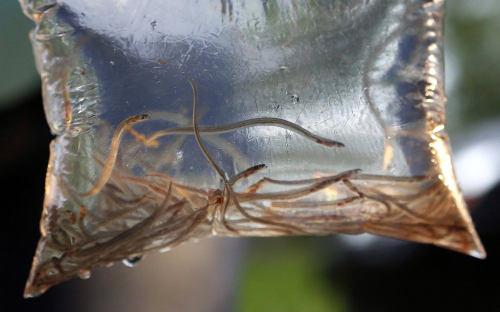 Maine’s baby eel fishermen hope for normalcy in 2021