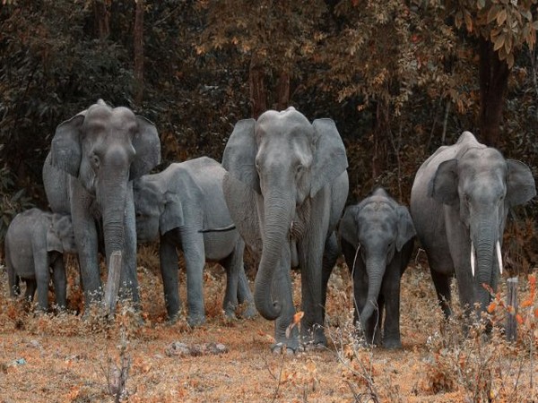 10 people killed in elephant attacks in Koshi in a year