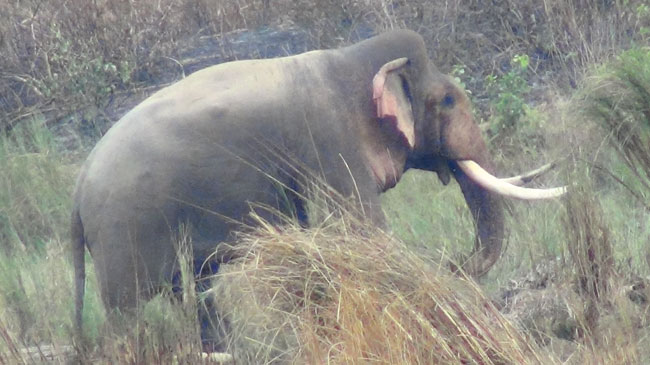 Elderly person killed in elephant attack