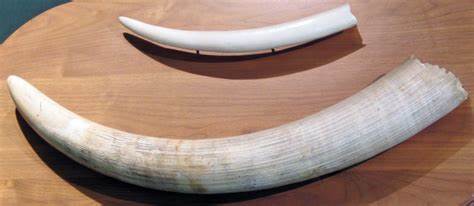 Police arrest one with elephant tusk